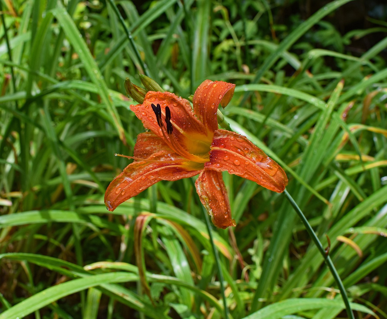 Image - rain wet daylily rain flower