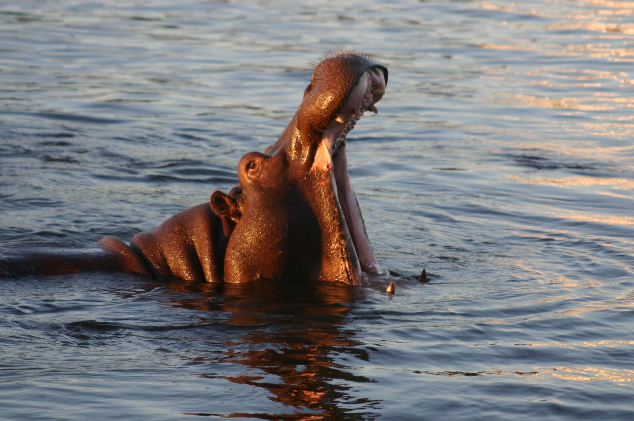 Image - hypopotame fall victoria zambezi