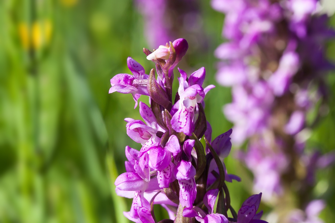 Image - meadow orchid wild flower violet