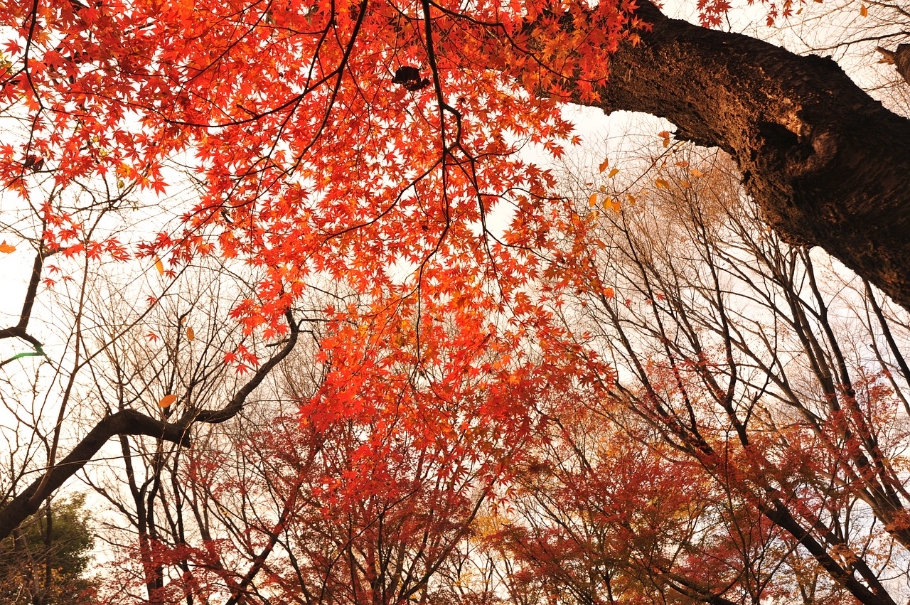 Image - autumnal leaves park evening japan