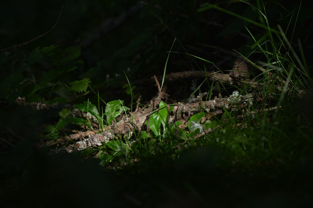 Image - forest nature wood foam light