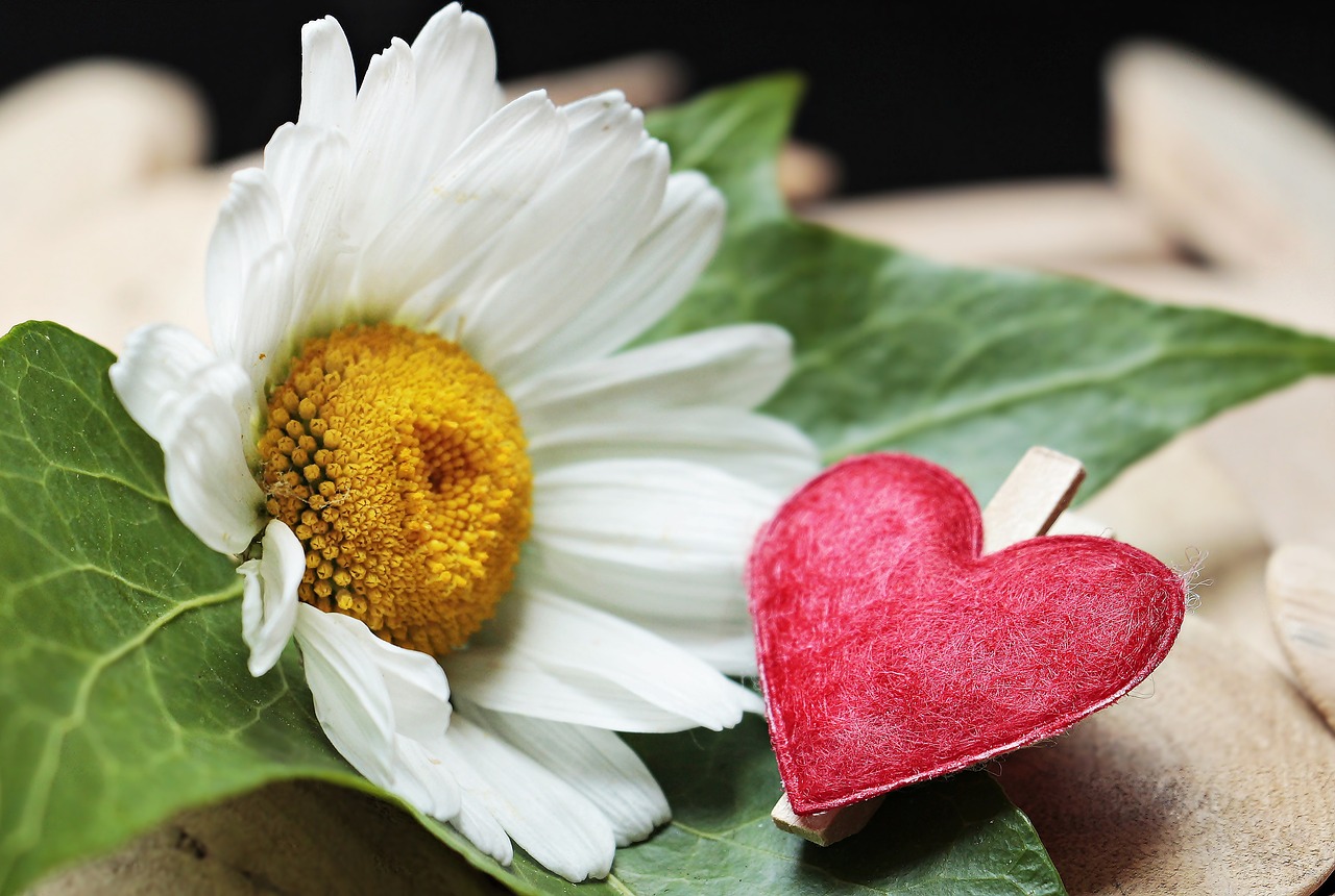 Image - marguerite heart wood ivy blossom