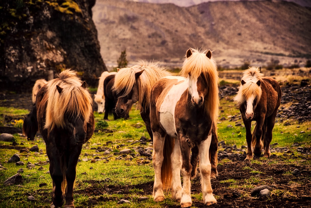 Image - iceland horses pony ponies