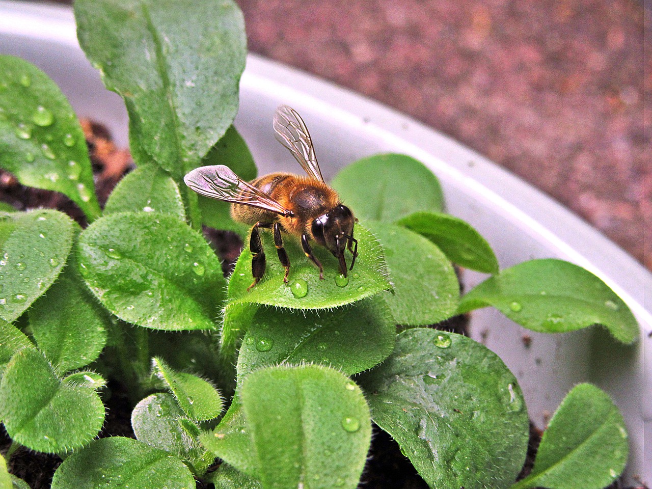 Image - bee wings bug flowers spring
