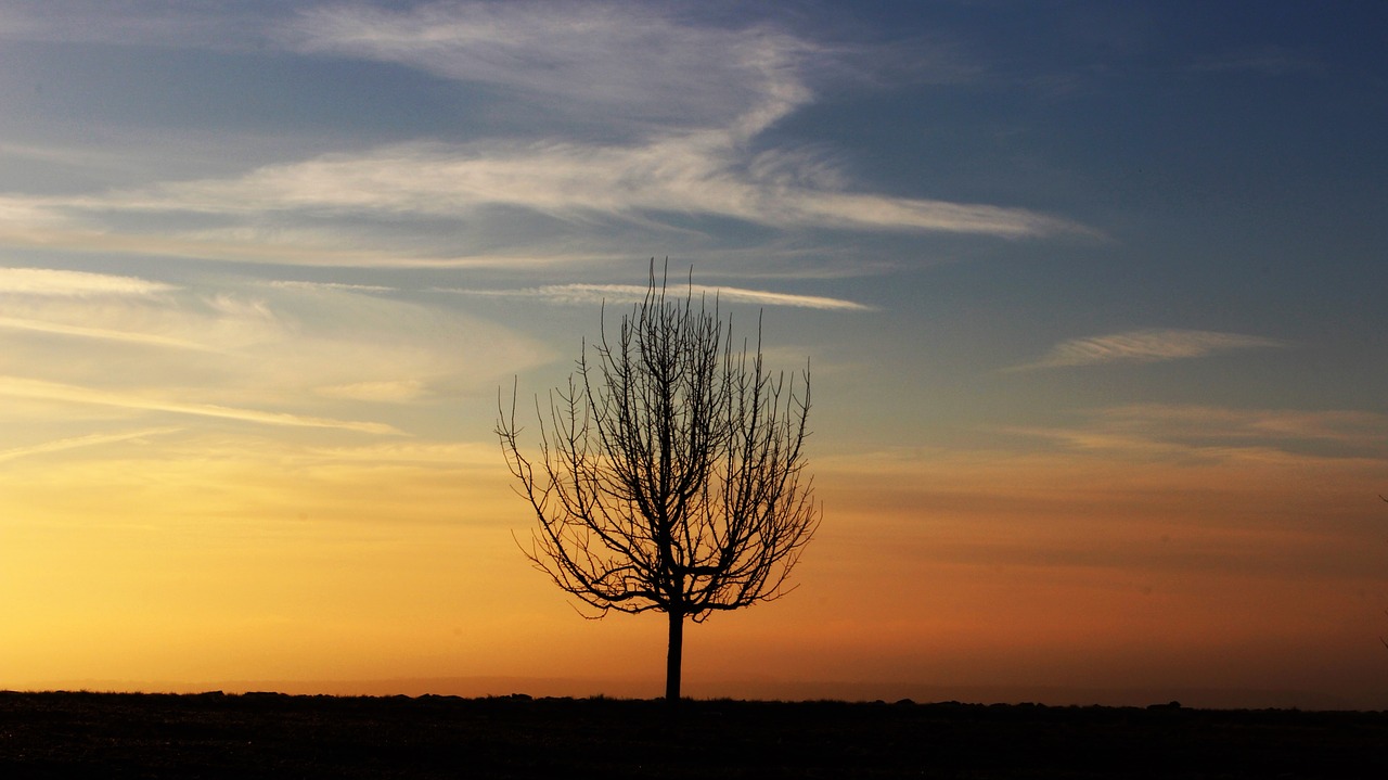 Image - tree morning morgenrot silhouette