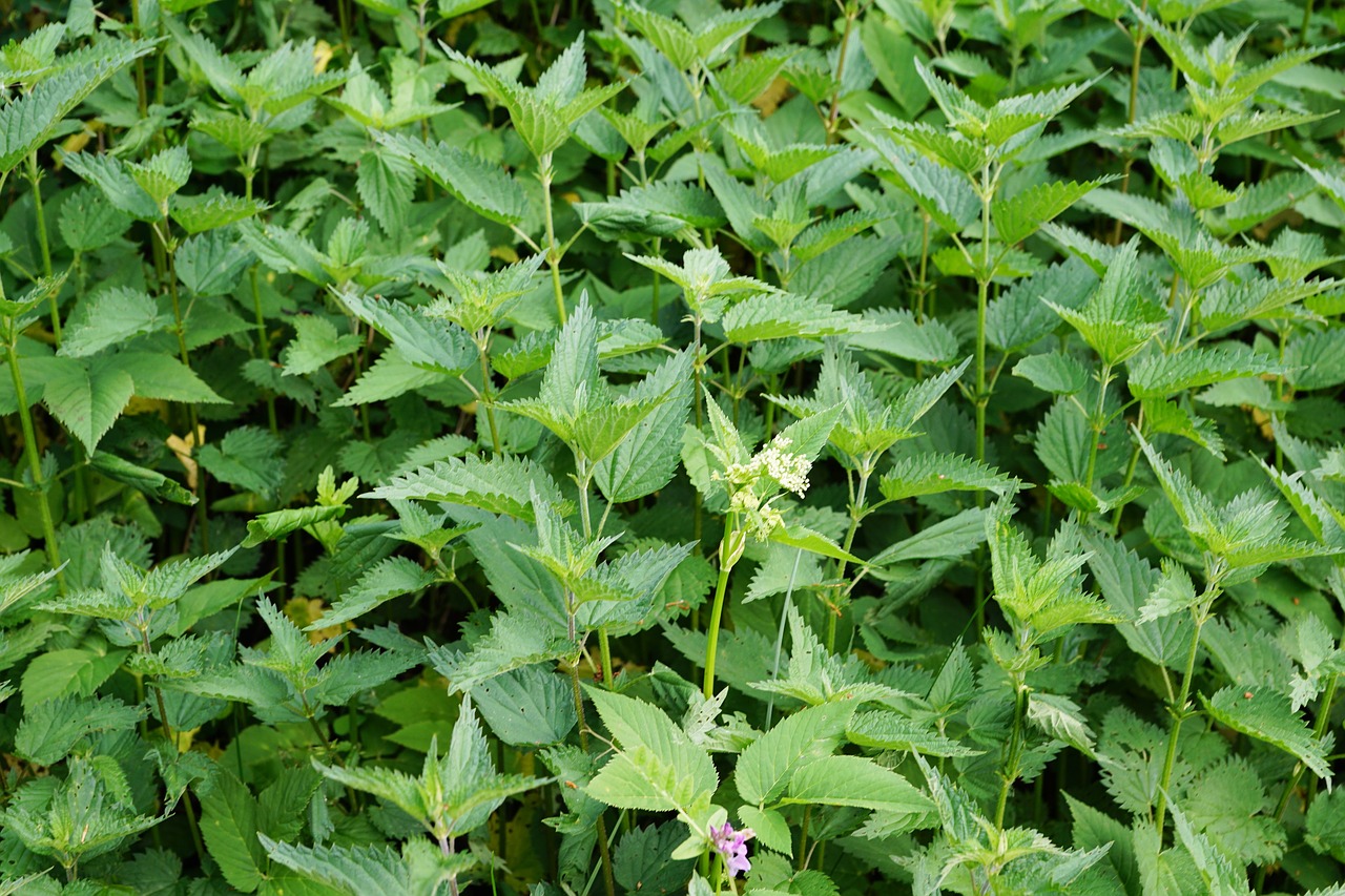 Image - mint peppermint garden tee eat