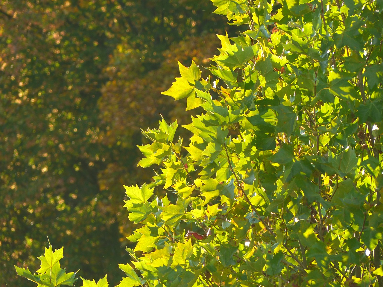 Image - autumn green sun evening tree