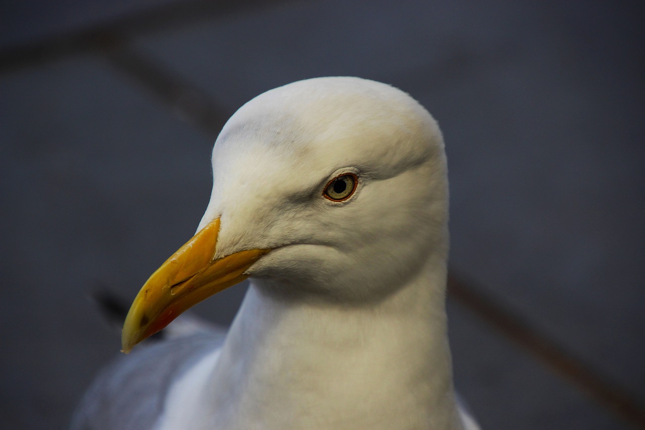 Image - seagull bird gull nature white