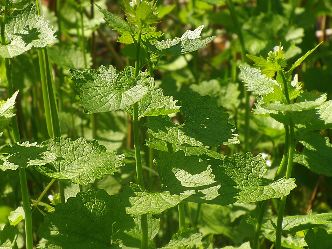 Image - garlic mustard wild herbs herbs