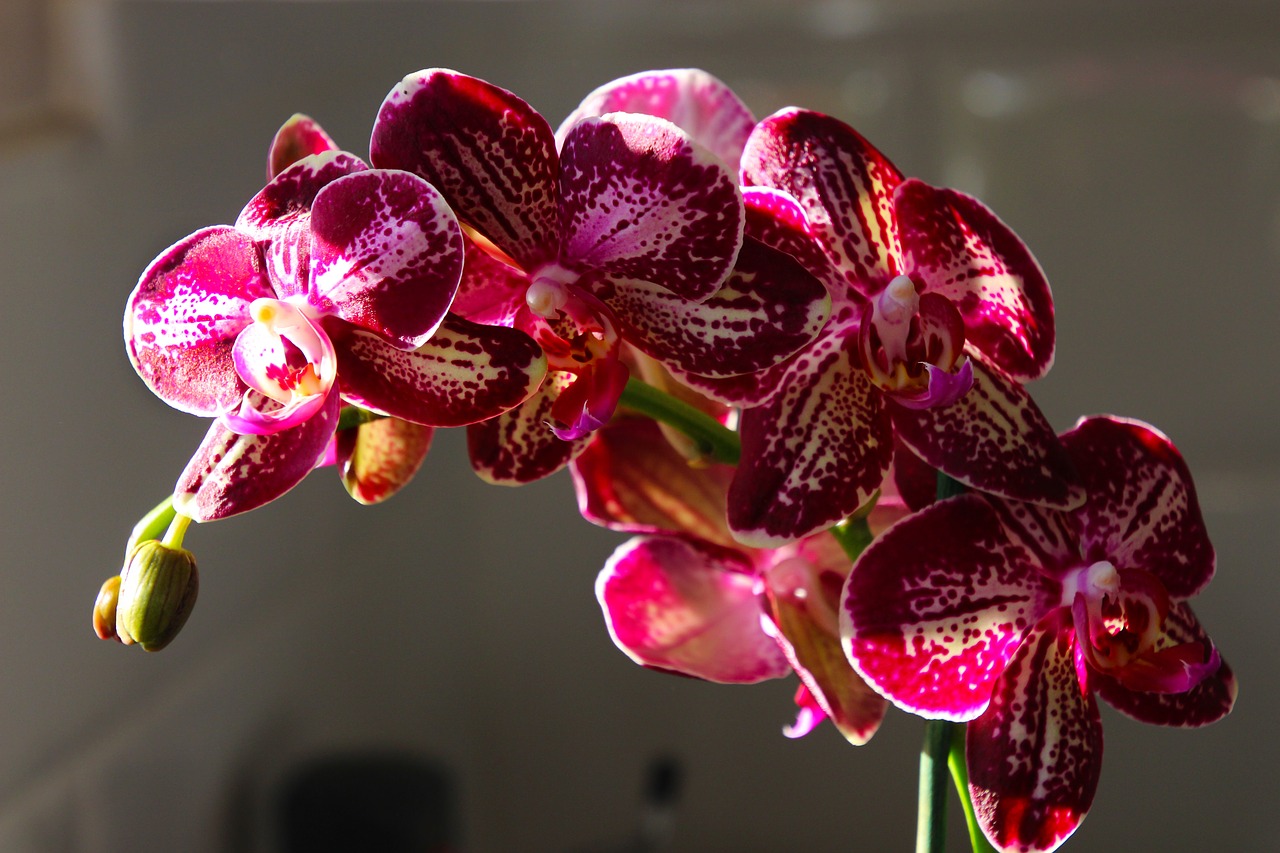 Image - orchid flower floral blossom bloom