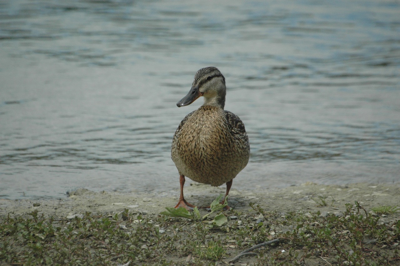 Image - duck mallard water bird beach