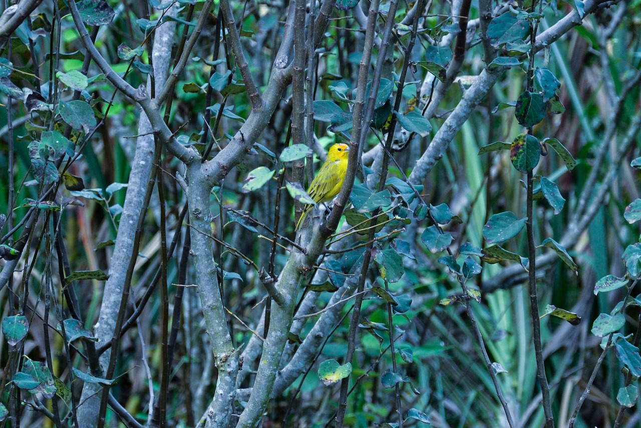 Image - canarinho bird nature outdoor