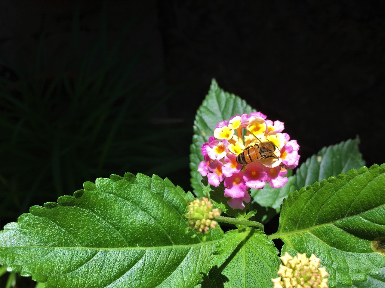 Image - macro bee flower green colorful