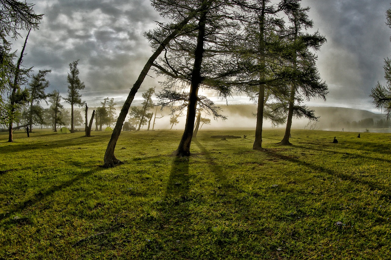 Image - groves morning mist light shadow