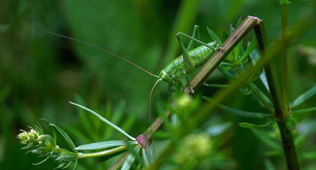 Image - insect green grasshopper nature