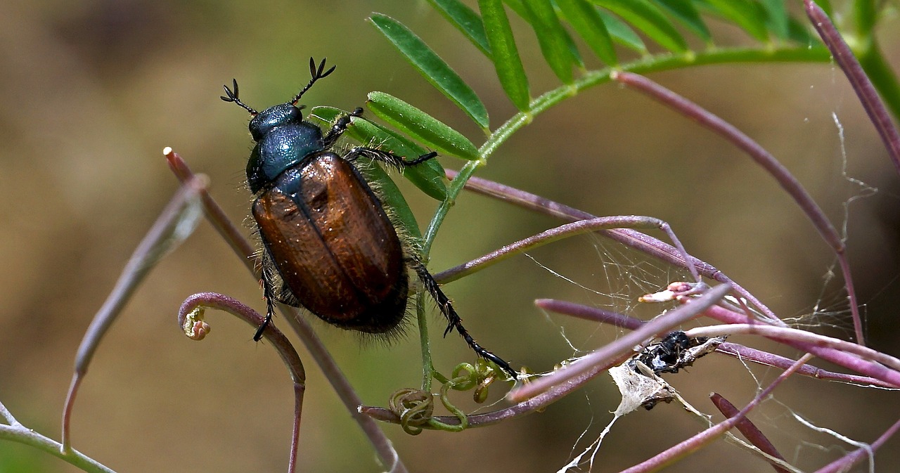 Image - insect beetle nature close