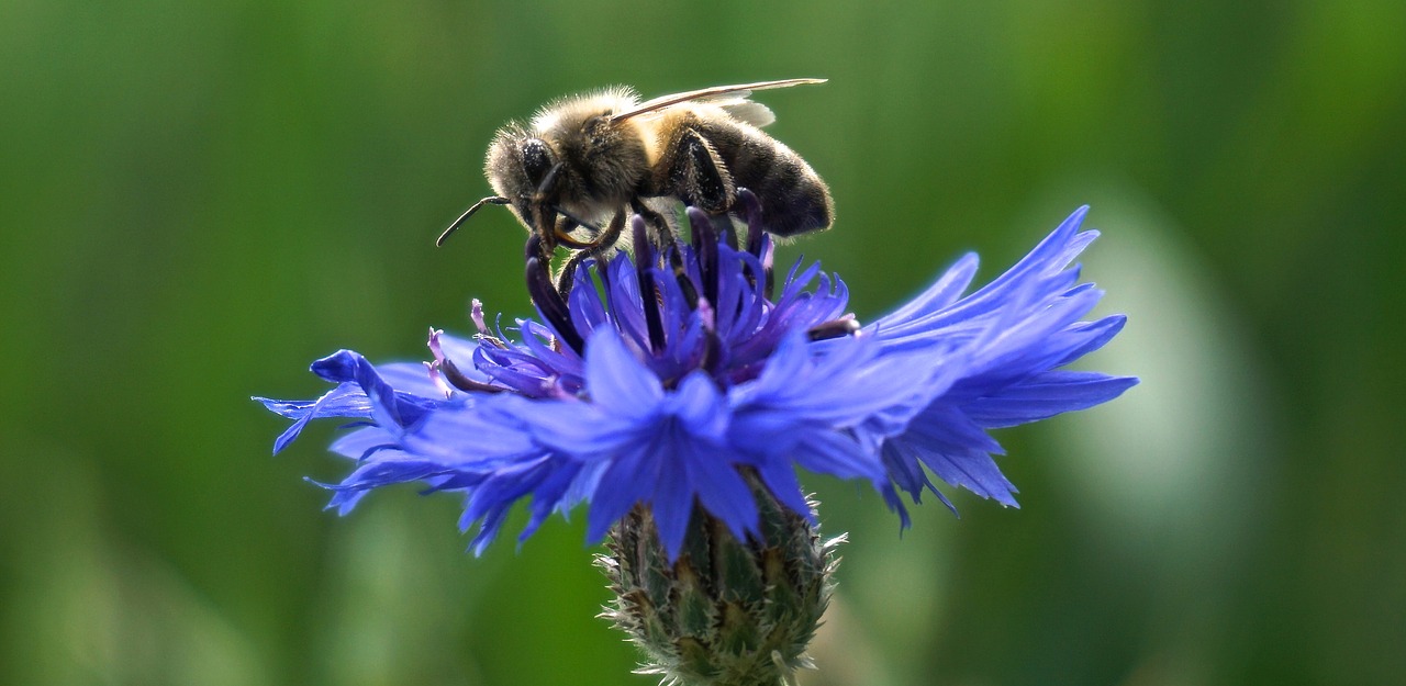 Image - cornflower bee close blue blossom