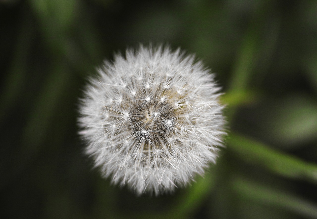 Image - flower plant summer barbed