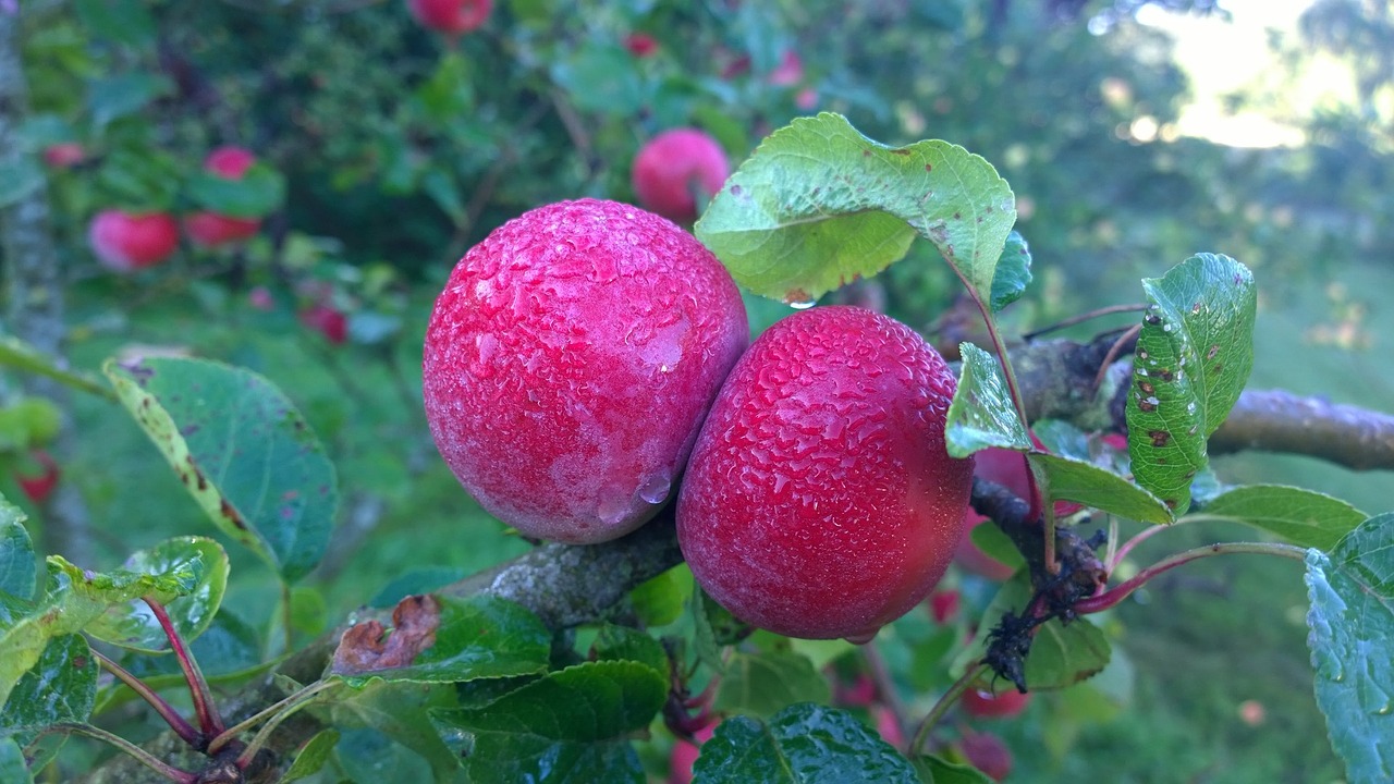 Image - apple moist nature