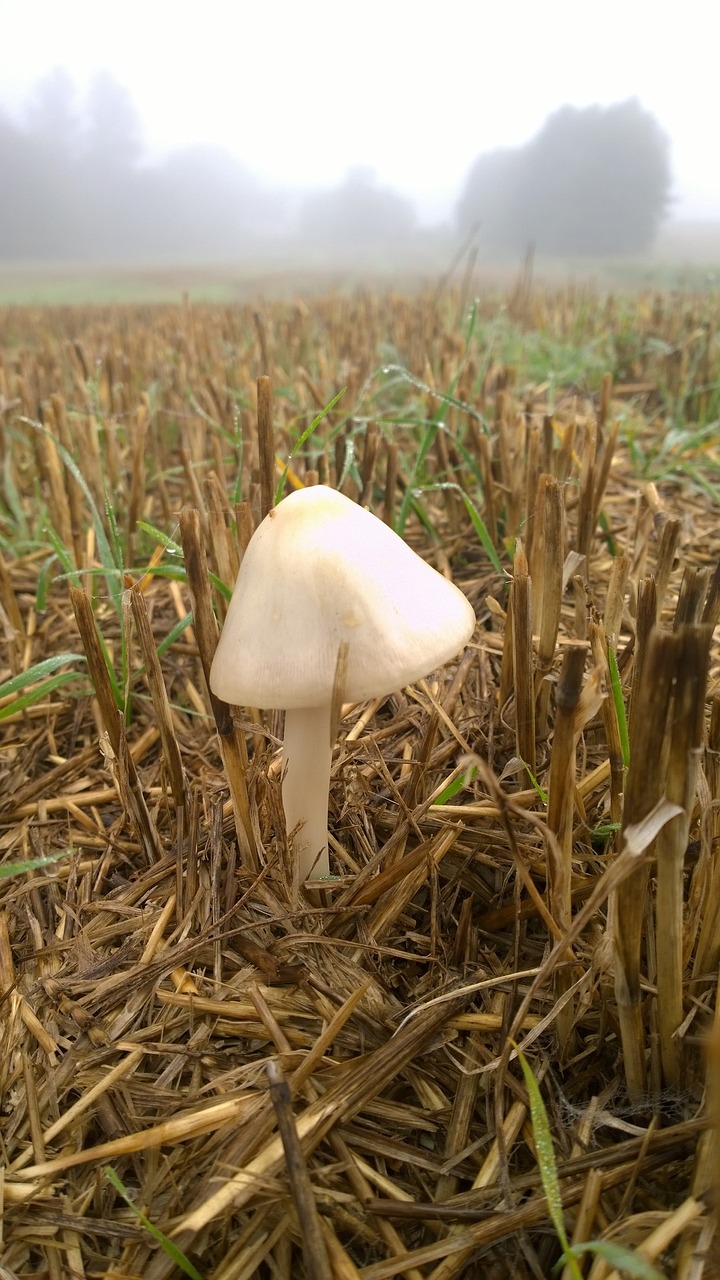 Image - mark toadstool toadstools grass