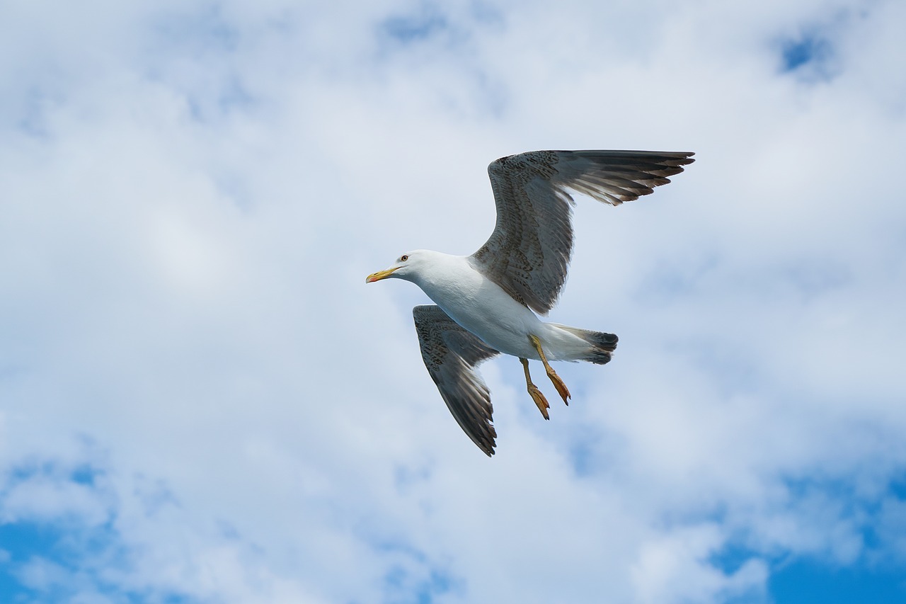 Image - seagull bird animal portrait wing