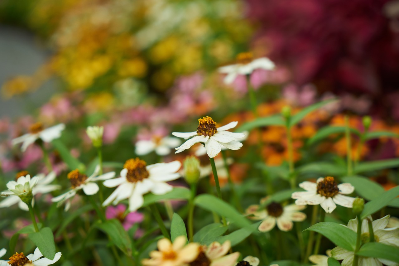 Image - flower plant summer barbed