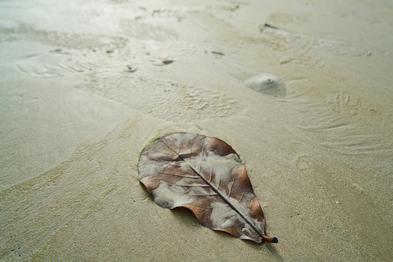 Image - beach leaves marine travel sand