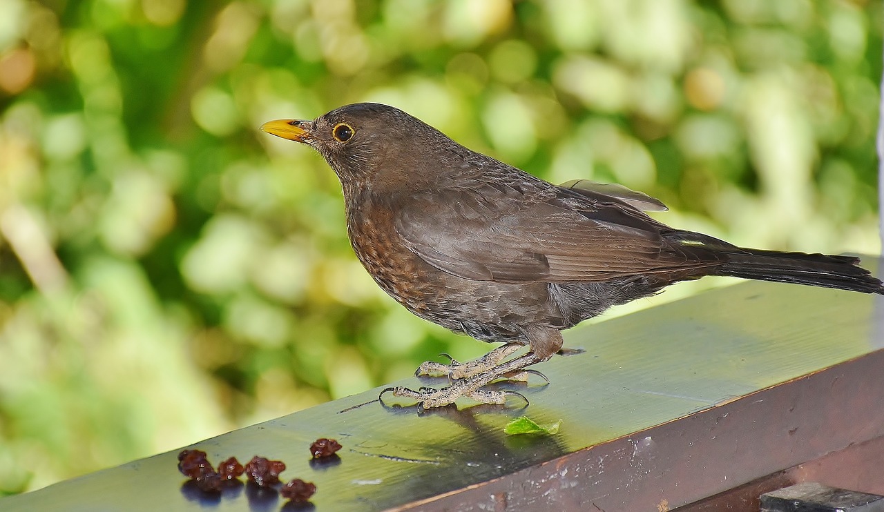 Image - blackbird bird birds black