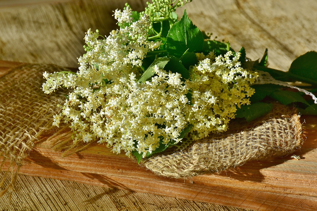 Image - elder elderflower branch white