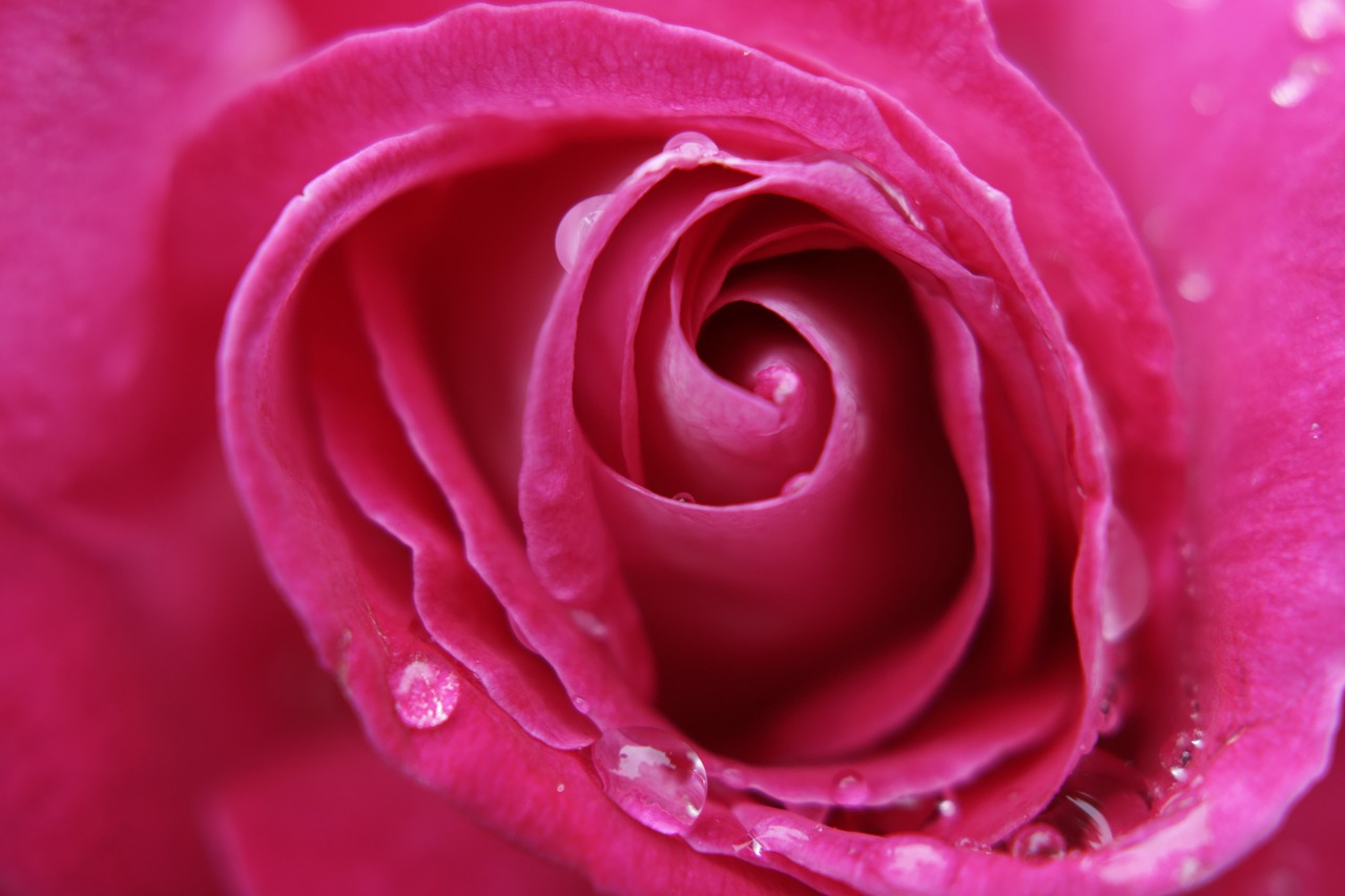 Image - pink rose macro flower pink roses