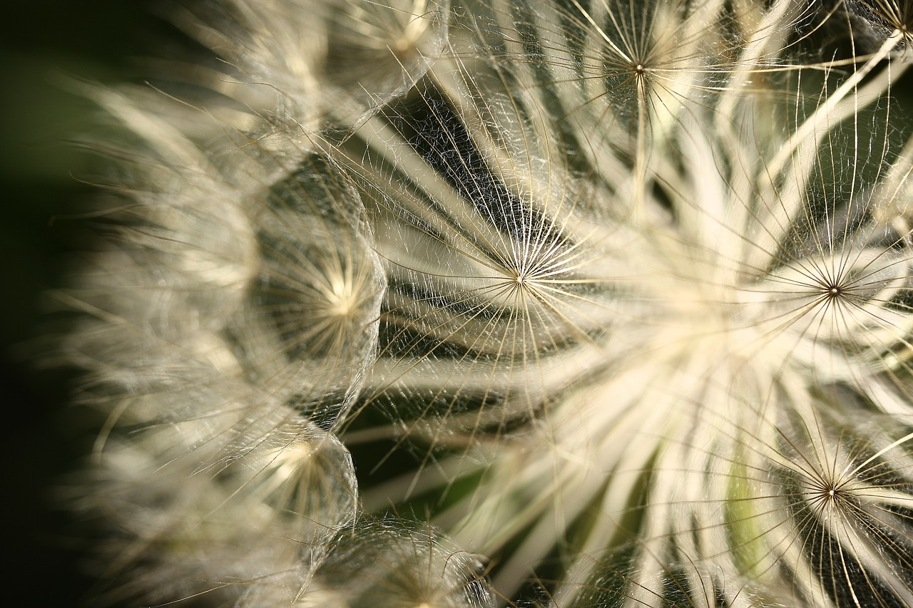 Image - flower plant summer barbed
