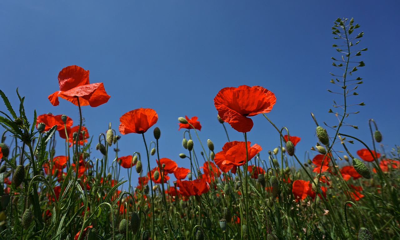 Image - poppy summer red nature flower