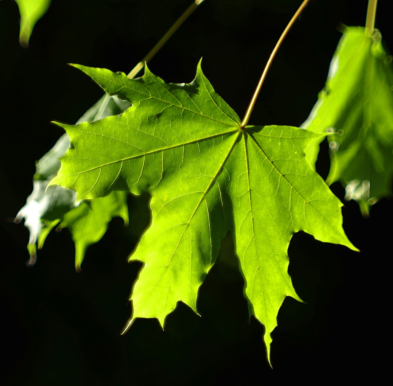 Image - leaf clone green the highlighted