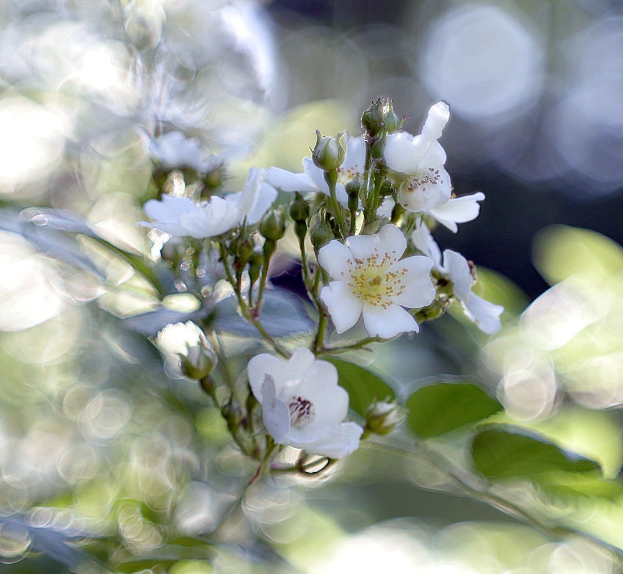 Image - flower colors blur bokeh bloom