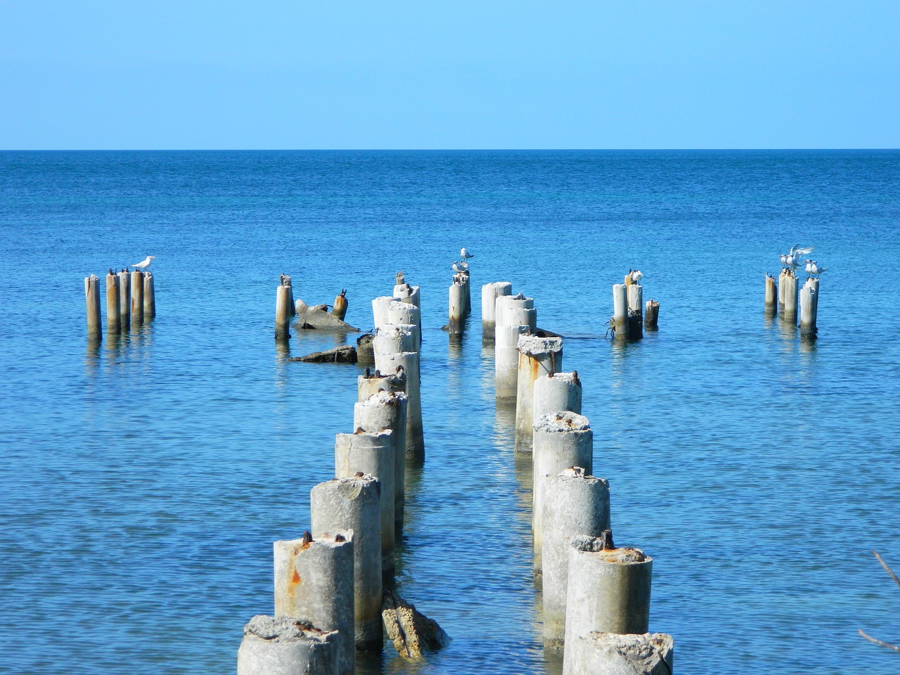 Image - sea birds horizon blue ocean