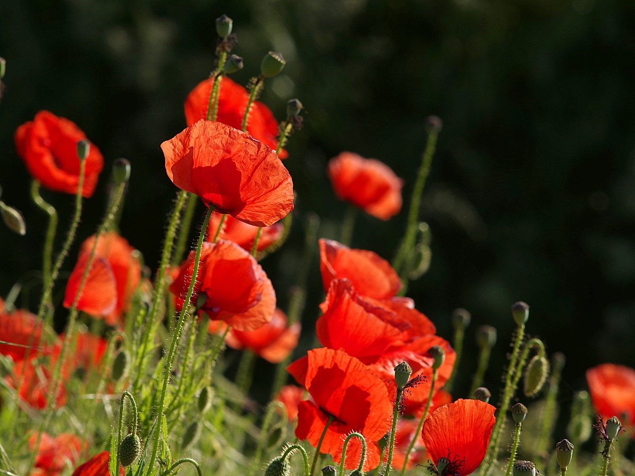 Image - poppies red flowers