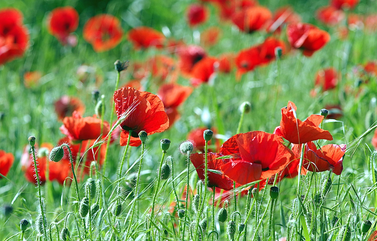 Image - poppies red flowers