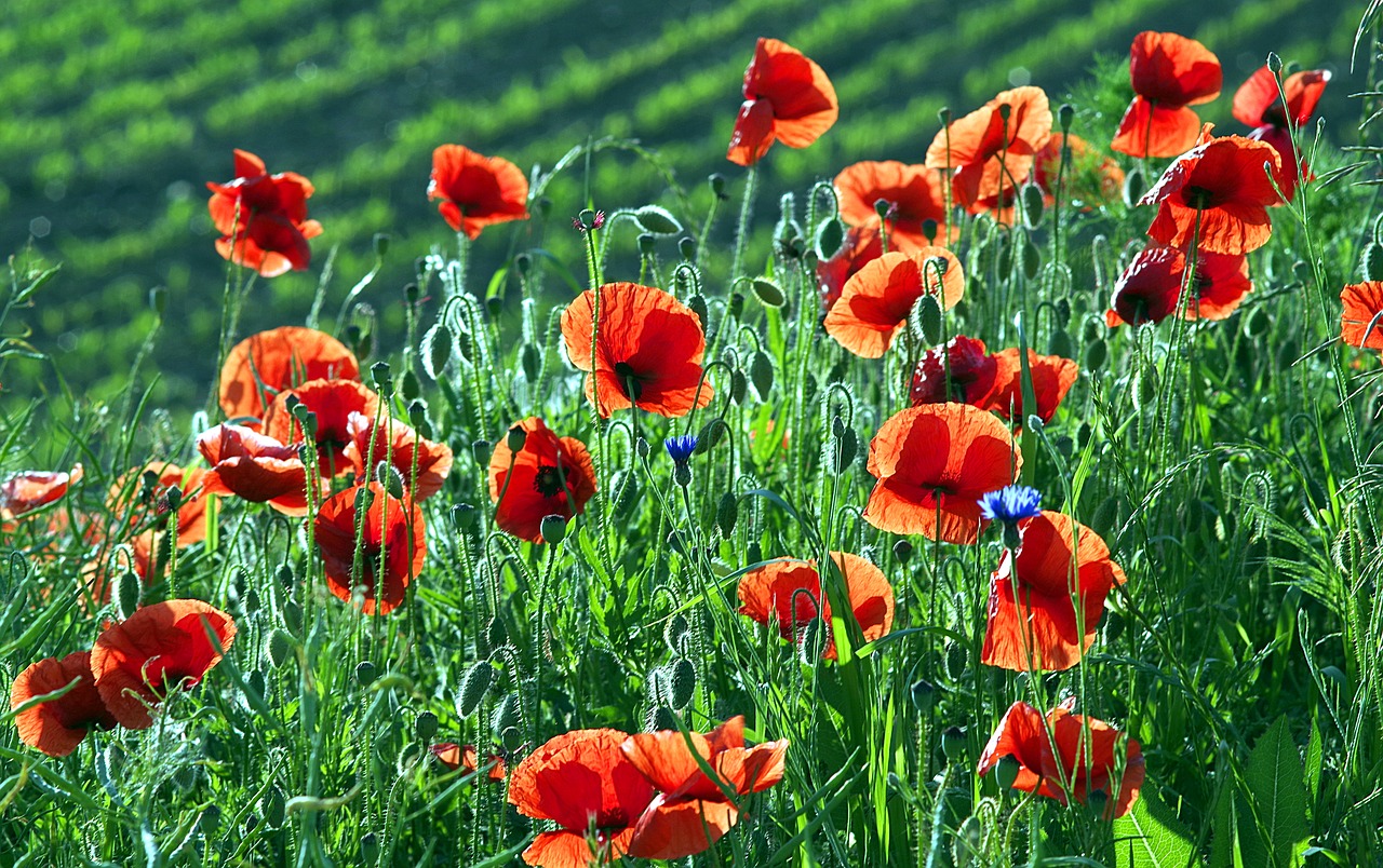 Image - poppies red flowers