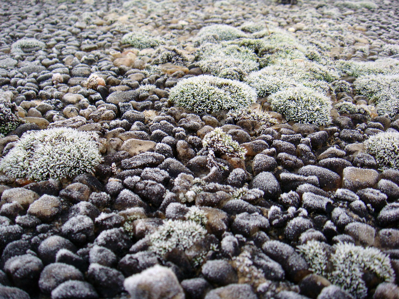 Image - stones pebble moss frost ice icy