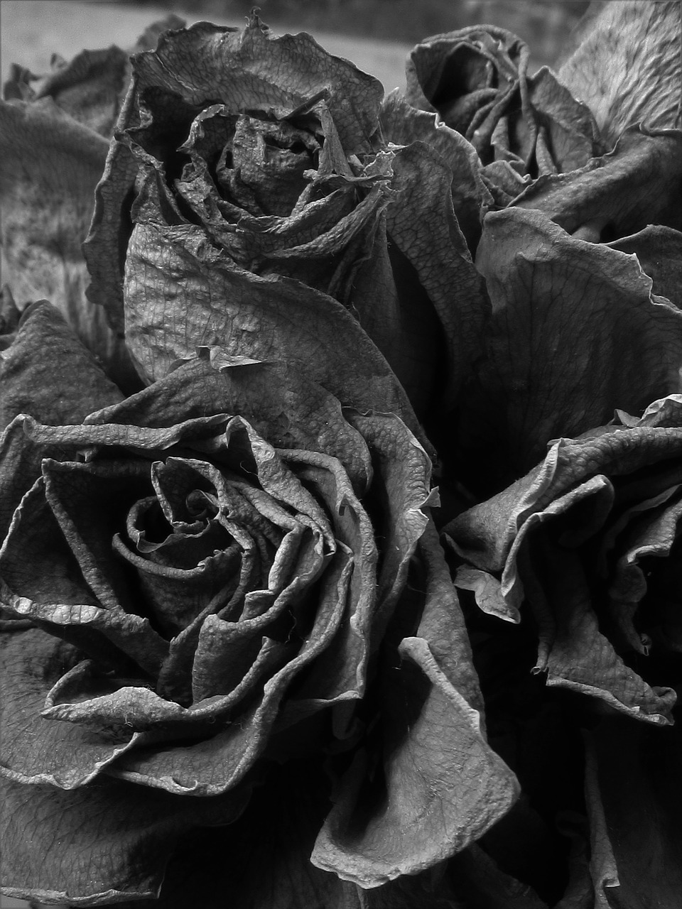 Image - dead roses black and white dusty