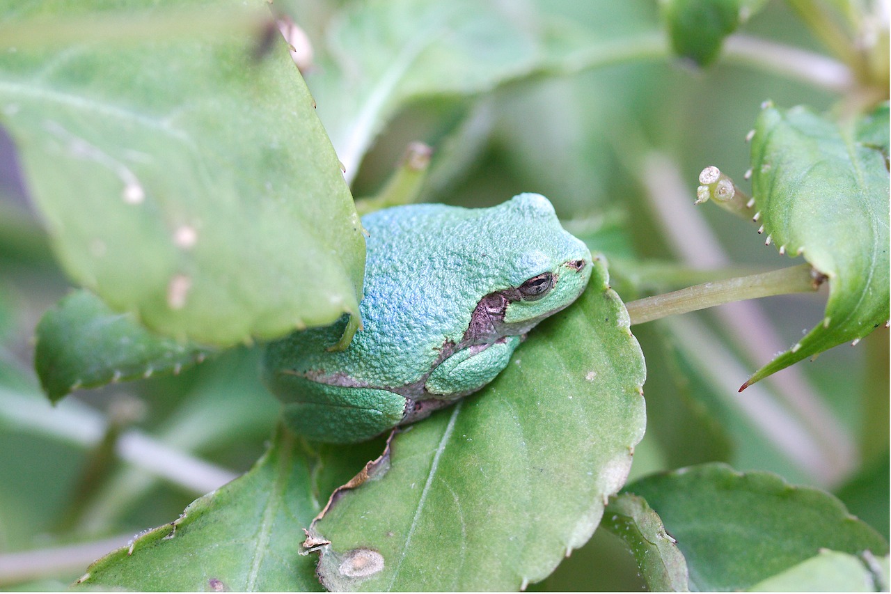 Image - frog amphibian leaf exotic nature