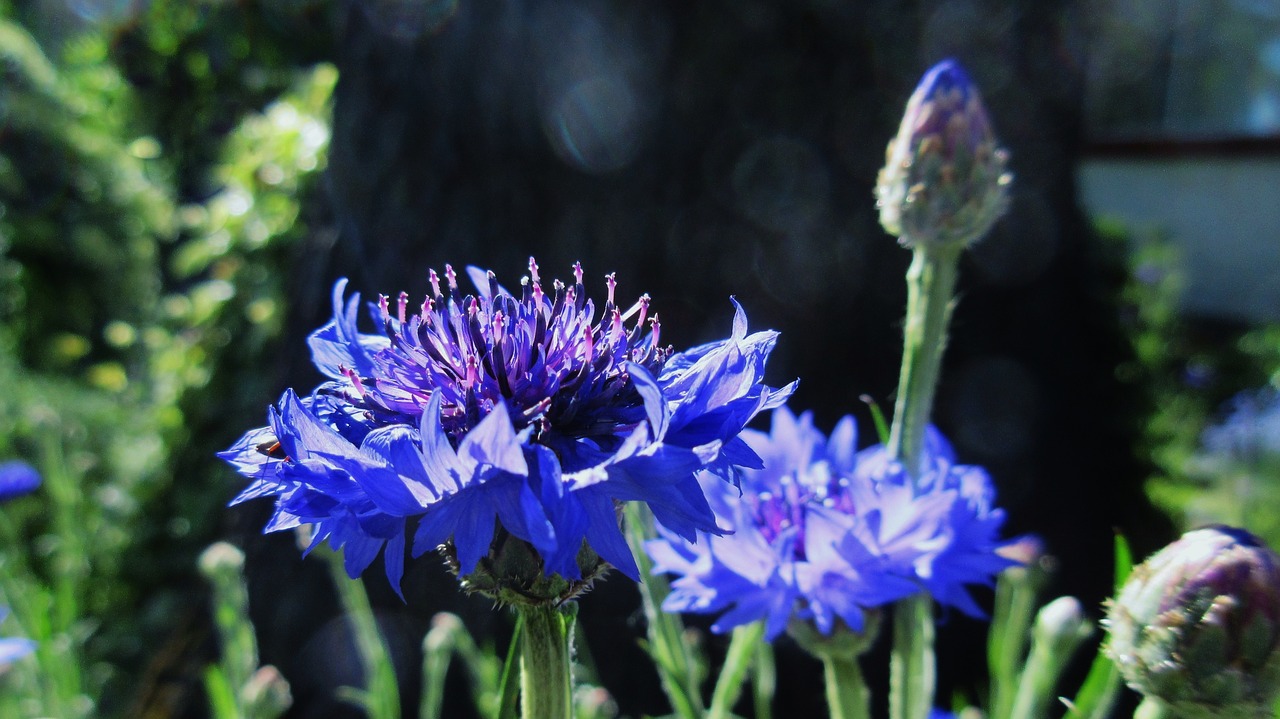 Image - bachelor button blue flower garden