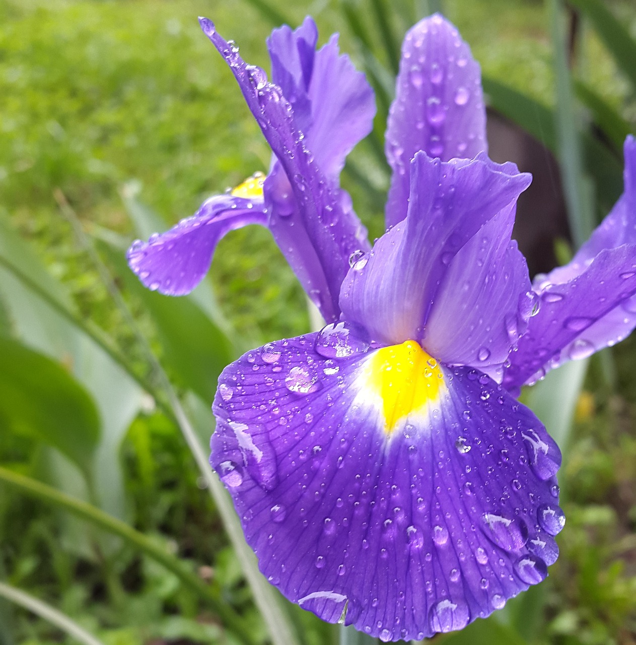 Image - iris flower garden floral blossom