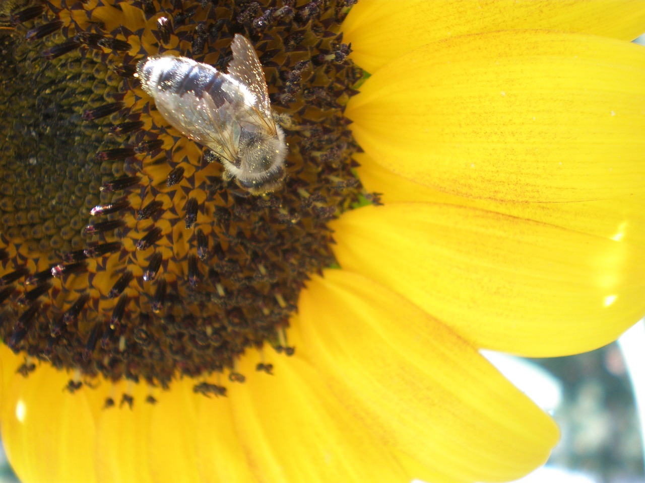 Image - flower sunflower bee nature summer