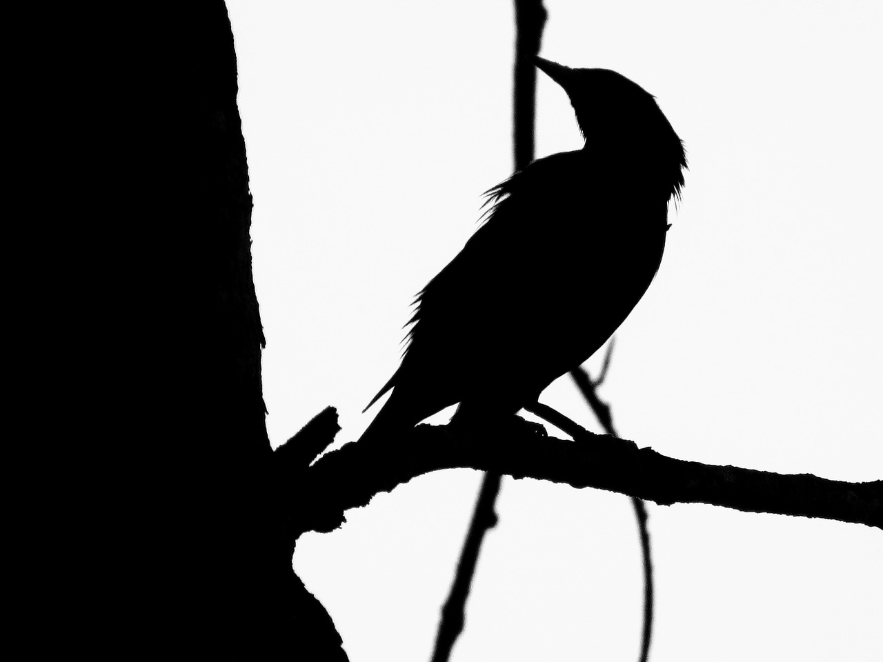 Image - bird art silhouette black creative