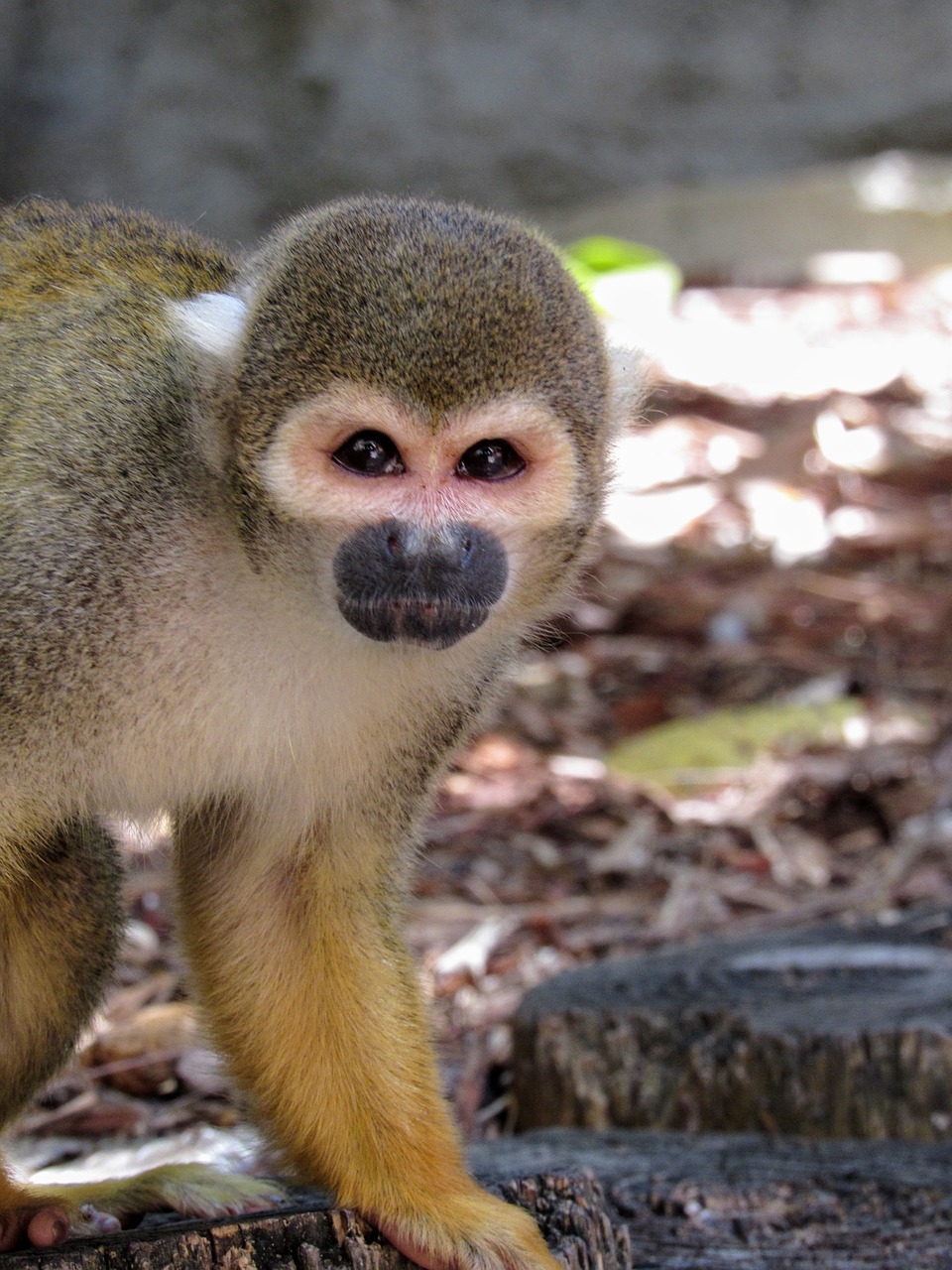 Image - monkey animal zoo face head