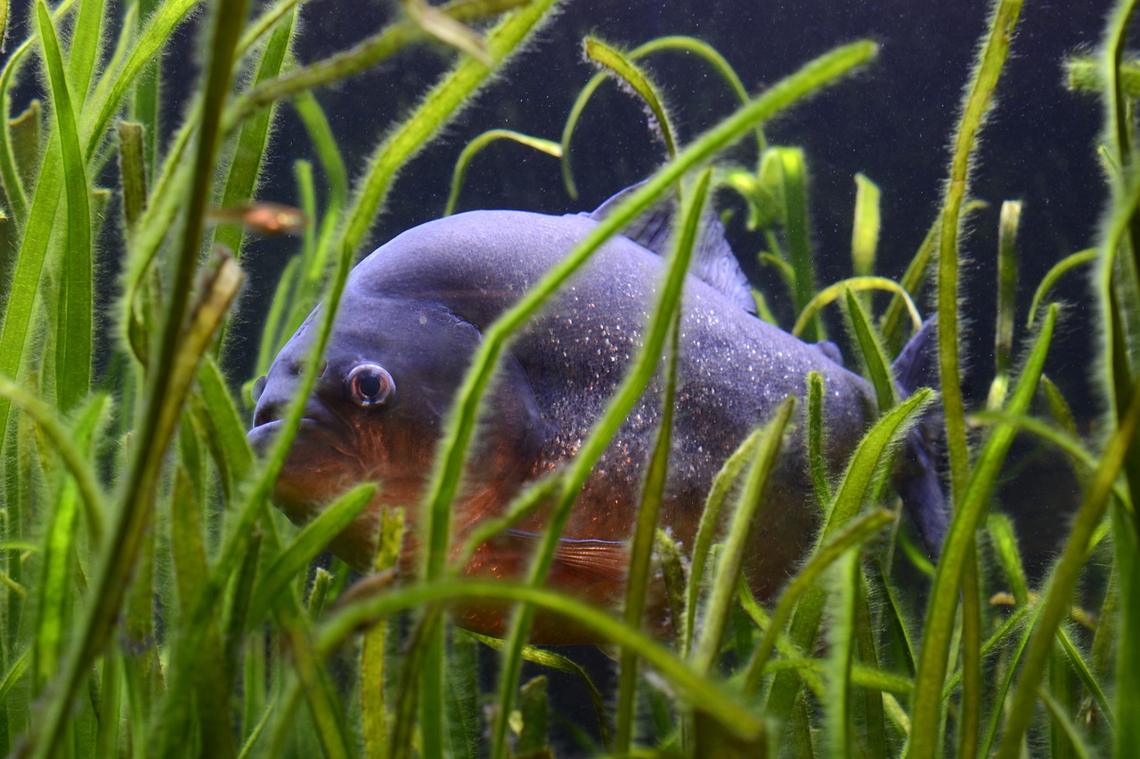 Image - piranha fish dangerous underwater