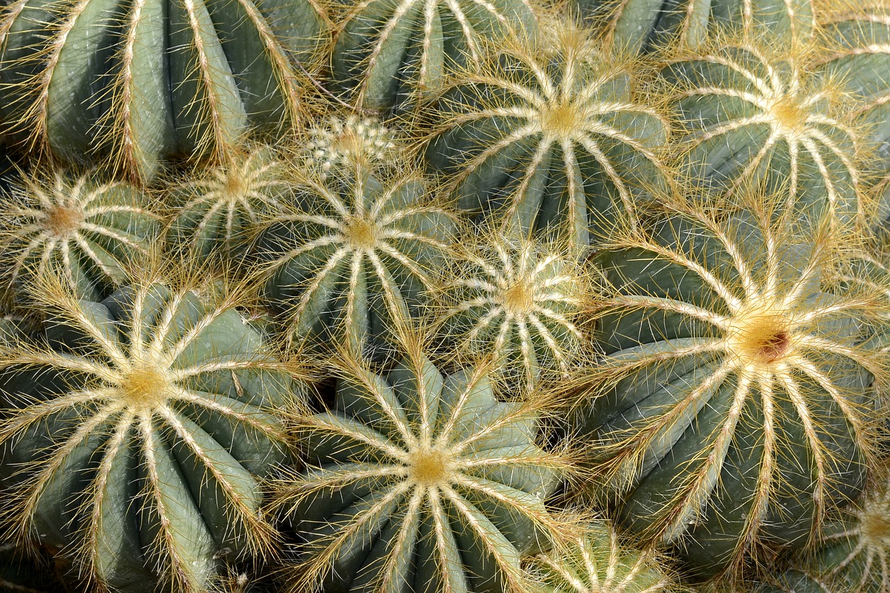 Image - cactus parodia magnifica tropical