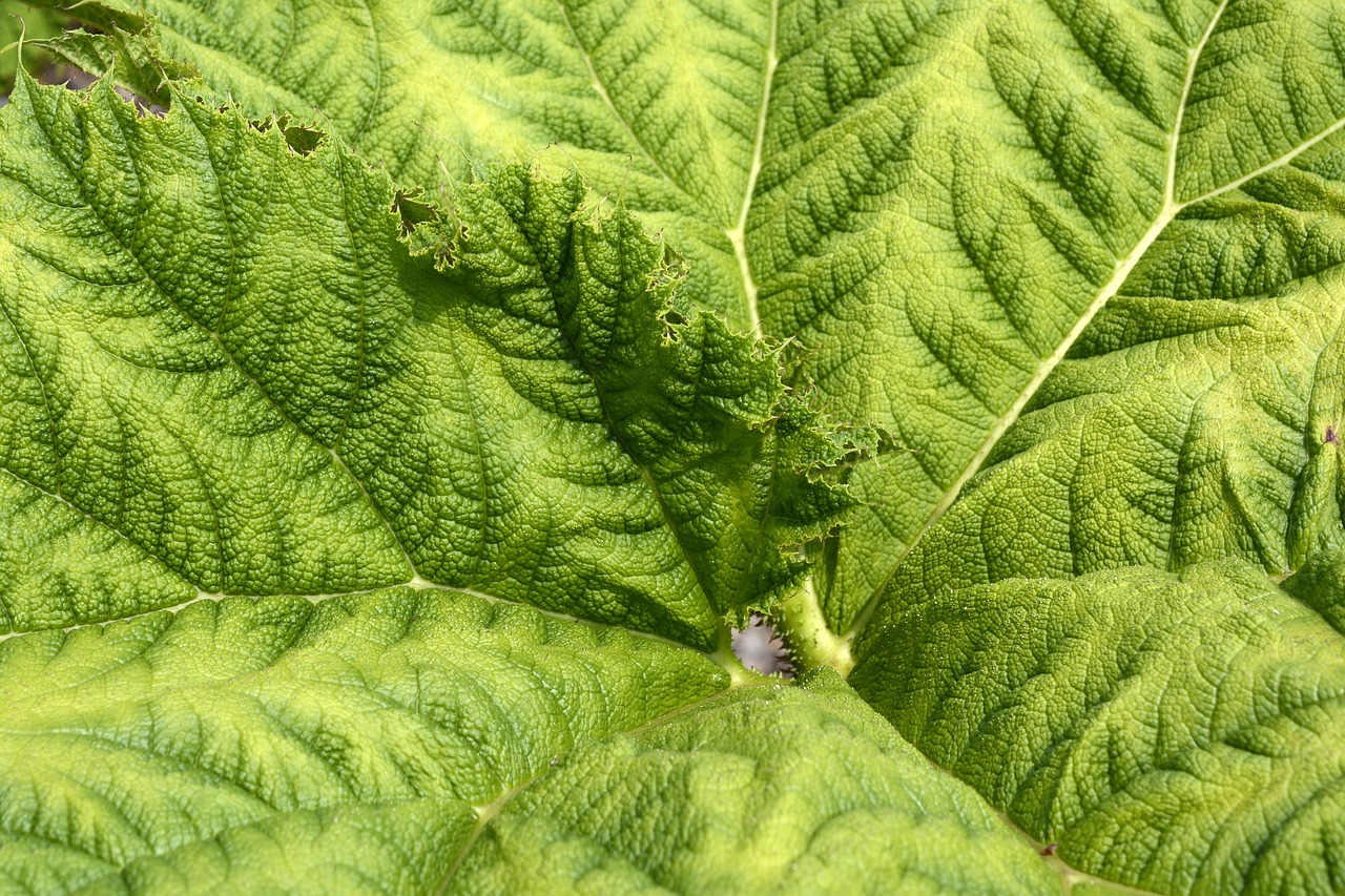 Image - mammoth sheet leaf green
