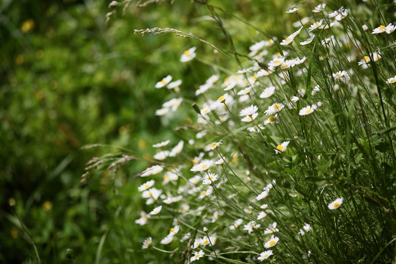 Image - flowers nature meadow field